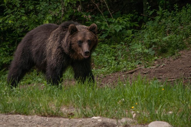 Carpathian Wilderness: A Wildlife Experience from Brașov - The ranger makes the difference