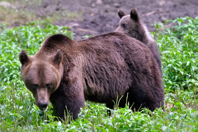 Carpathian Wilderness: A Wildlife Experience from Brașov - How the timing affects the experience