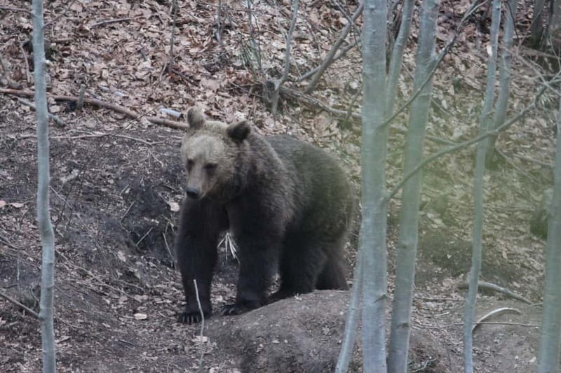 Carpathian Wilderness: A Wildlife Experience from Brașov - Who should book this experience