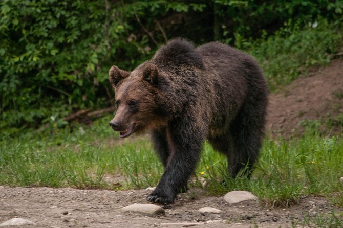 Carpathian Wilderness: A Wildlife Experience from Brașov - From central Brașov to the Carpathian forest