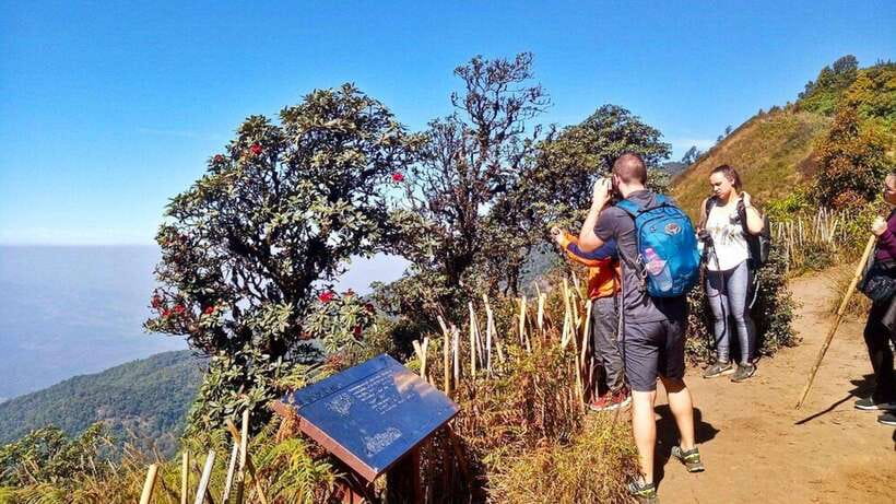 Chiang Mai:Doi Inthanon National Park & Hike at Kew Mae Pan - Key points before you book