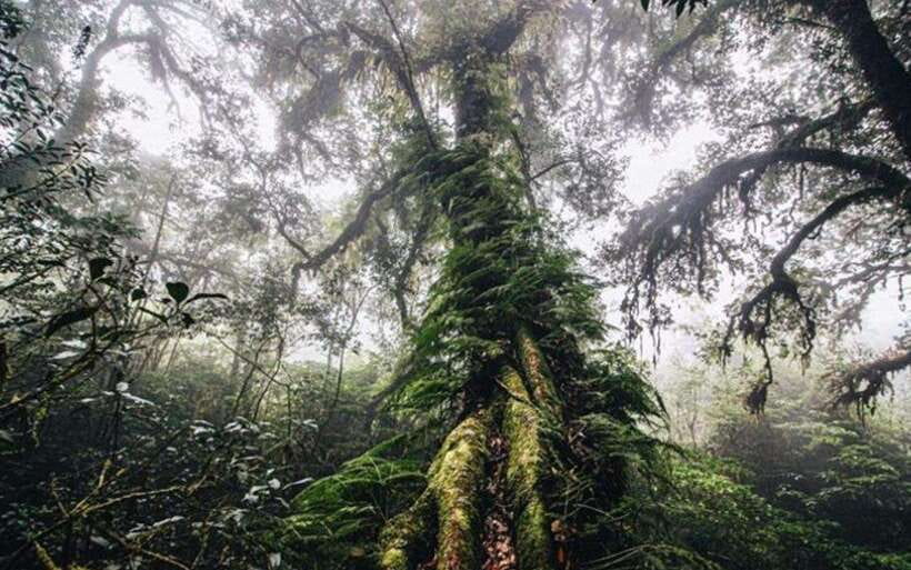 Chiang Mai: Doi Inthanon National Park Sightseeing Only - Ang Ka Nature Trail: a brief taste of the forest