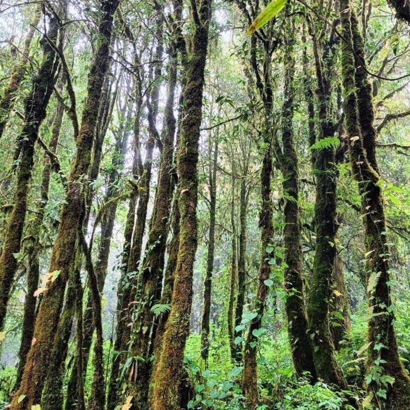 Chiang Mai: Doi Inthanon National Park & Waterfall Day Tour - Thai lunch in the national park