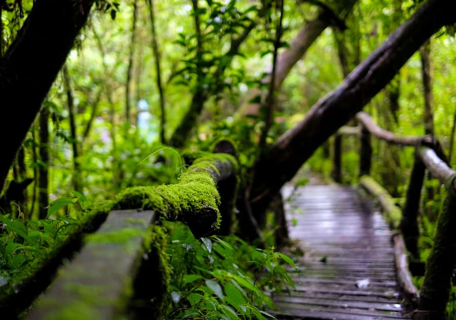 Chiang Mai: Doi Inthanon National Park with Ticket & Lunch - Why Doi Inthanon Works as a Day Trip