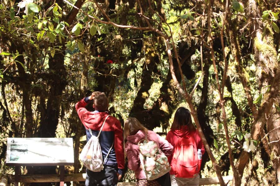 Chiang Mai: Doi Inthanon National Park with Ticket & Lunch - Lunch Beside the Rice Fields