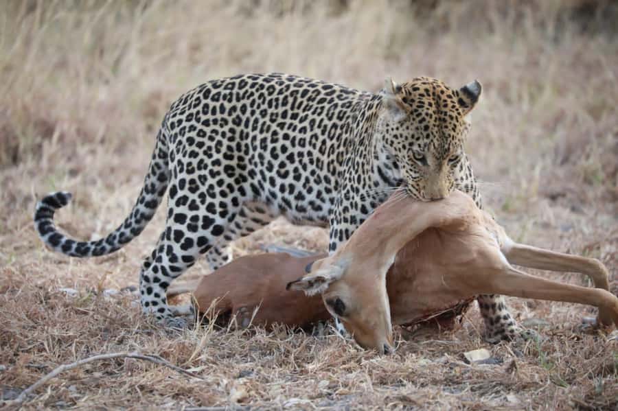 Chobe Day Trip - From Vic Falls - With Lunch (Buffet) - Key points at a glance