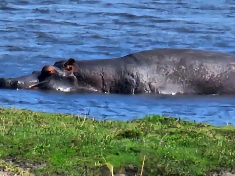 Chobe Day Trip - From Vic Falls - With Lunch (Buffet) - Why this Chobe day trip works from Victoria Falls