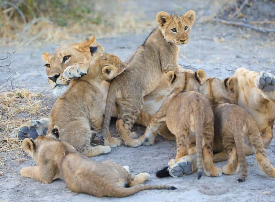 Chobe Day Trip - From Vic Falls - With Lunch (Buffet) - Why the Chobe River cruise can be the best part