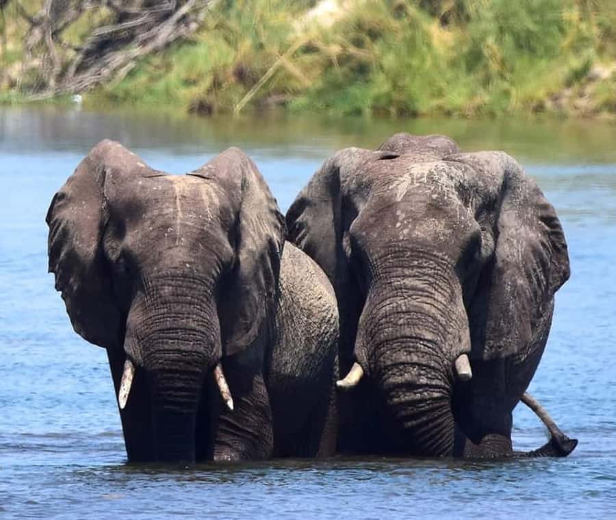 Chobe Day Trip - From Vic Falls - With Lunch (Buffet) - Lunch, refreshments, and the long middle of the day