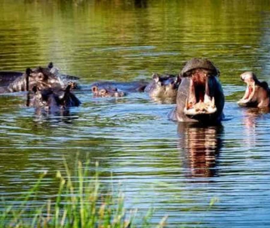 Chobe Day Trip - From Vic Falls - With Lunch (Buffet) - Who should book this safari?