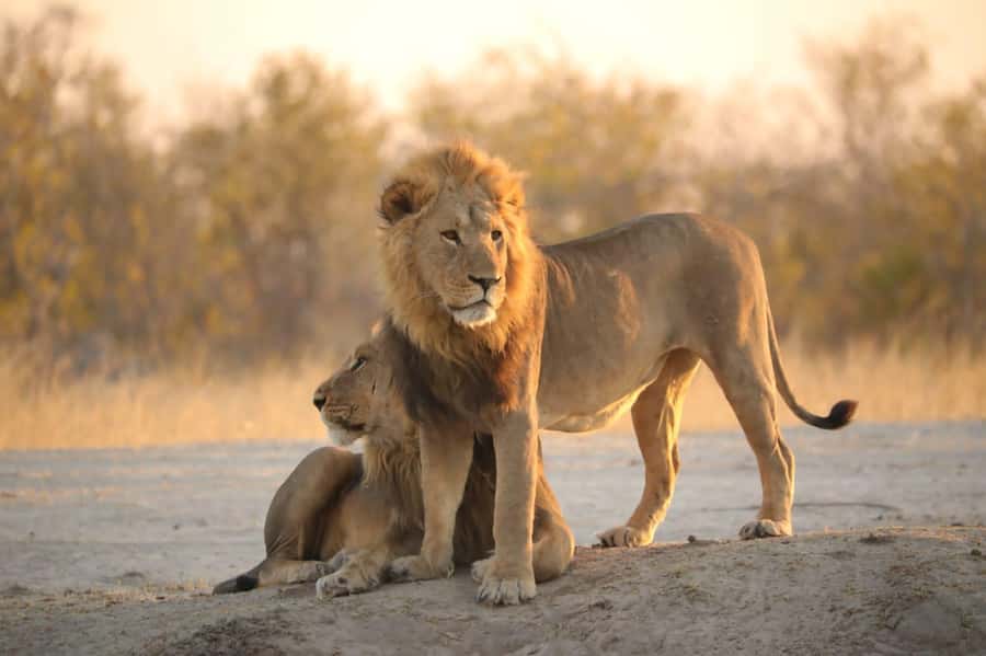 Chobe Day Trip - From Vic Falls - With Lunch (Buffet) - Crossing into Botswana at Kazungula