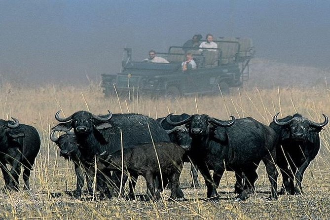Chobe Full Day Trip From Victoria Falls - The Chobe game drive: rewarding, but time is tight