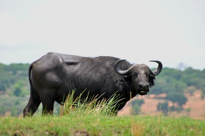 Chobe Full Day Trip From Victoria Falls - Guides and handovers: the human side of the trip