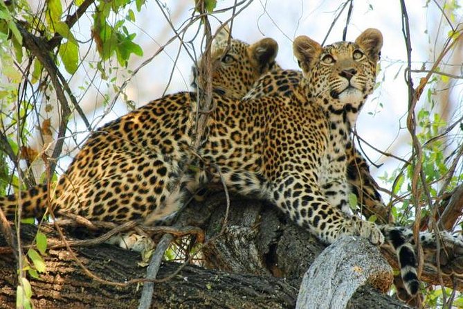 Chobe Full Day Trip From Victoria Falls - Who will get the most from this Chobe trip