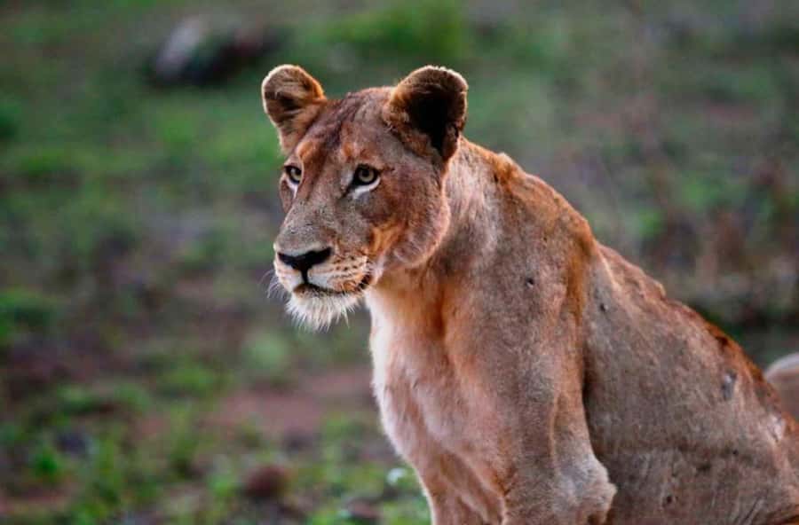 Chobe National Park: 3-Hour Game Drive - Why Chobe is such a strong choice for elephant sightings