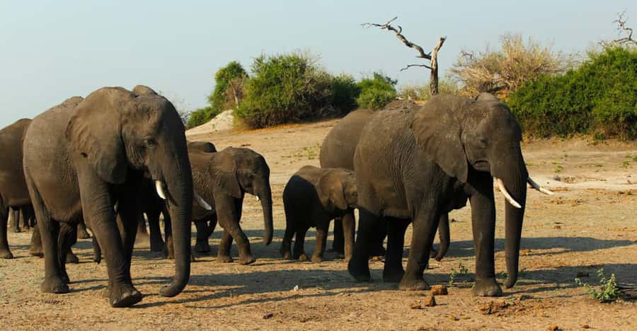 Chobe National Park: 3-Hour Game Drive - Entering Chobe National Park around 6 AM