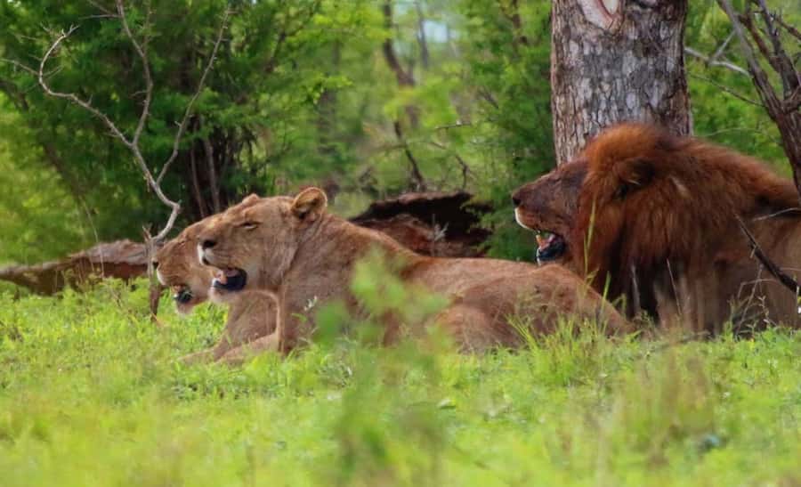 Chobe National Park: 3-Hour Game Drive - The open-sided 4x4 and what the ride feels like