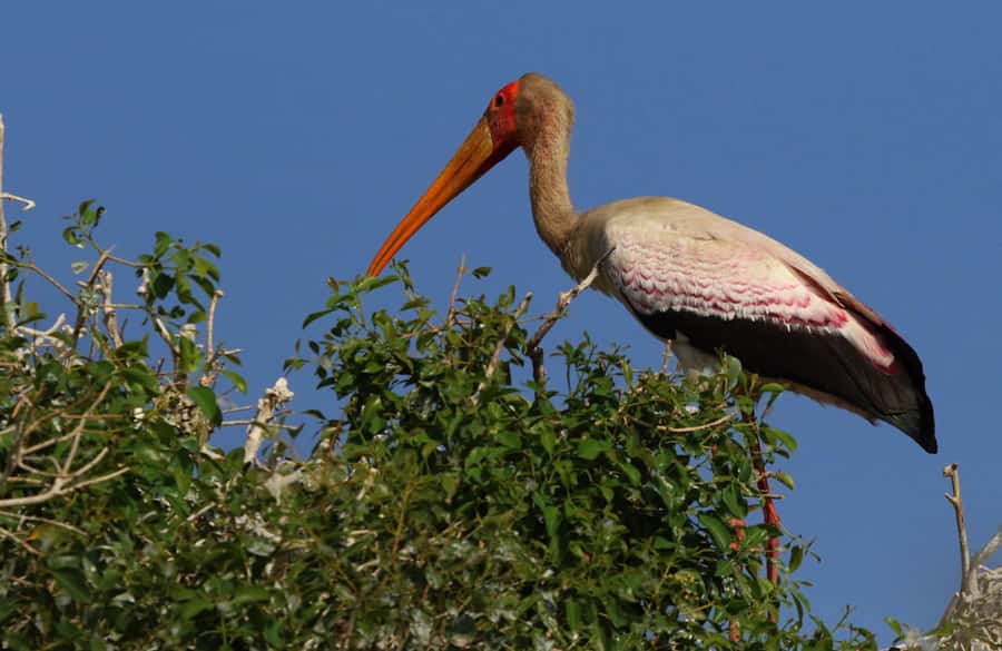 Chobe National Park: 3-Hour Game Drive - What you may see during three hours in the park