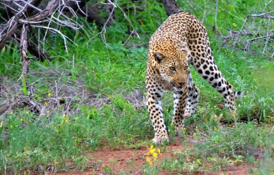 Chobe National Park: 3-Hour Game Drive - How much the guide affects the experience