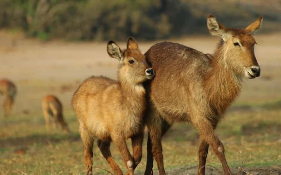 Chobe National Park: 3-Hour Game Drive - Photography, cold mornings, and what to pack