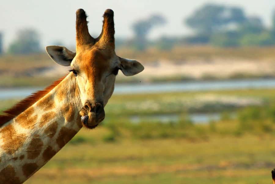 Chobe National Park: 3-Hour Game Drive - Is $46 a fair price for three hours?