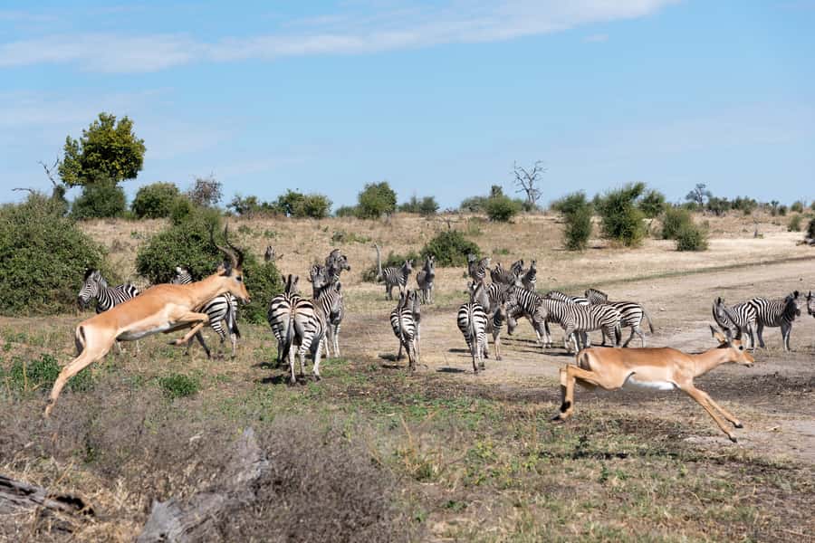 Chobe National Park: Day Trip, Safari drive & River Cruise - From Livingstone to the Botswana Border