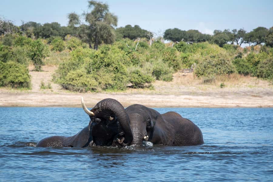 Chobe National Park: Day Trip, Safari drive & River Cruise - Lunch in Kasane and the Midday Pause