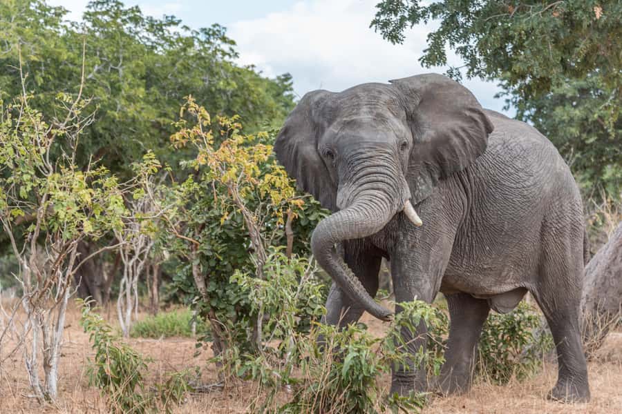 Chobe National Park: Day Trip, Safari drive & River Cruise - The 3.5-Hour Chobe River Cruise