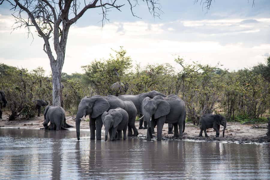 Chobe National Park: Day Trip, Safari drive & River Cruise - Guides, Group Size, and the Human Side