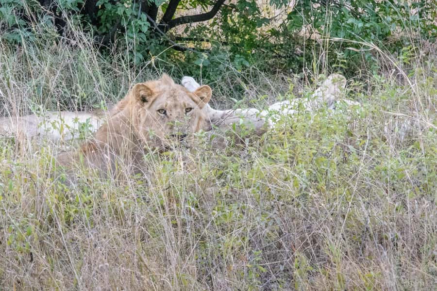 Chobe National Park: Day Trip, Safari drive & River Cruise - What $190 Buys You