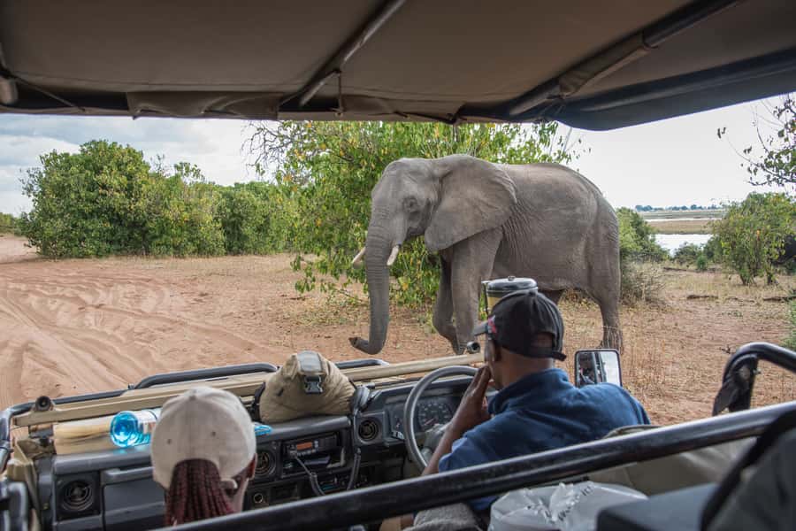Chobe National Park: Day Trip, Safari drive & River Cruise - Should You Book This Chobe Day Trip?