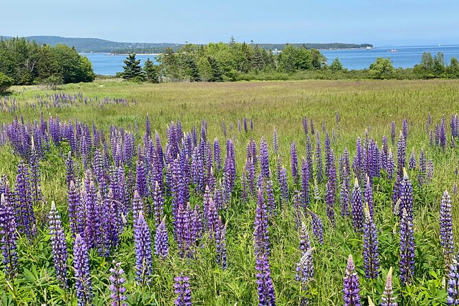 “Classic Acadia” Private Tour: Cadillac Mountain & Thunder Hole - The carriage road bridge is a memorable detail
