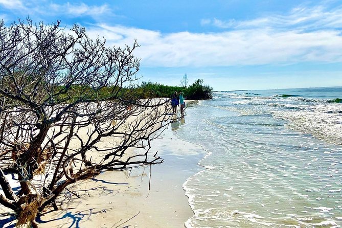 Clear Kayak Tour of Shell Key Preserve and Tampa Bay Area - Wildlife You Might See Along the Way