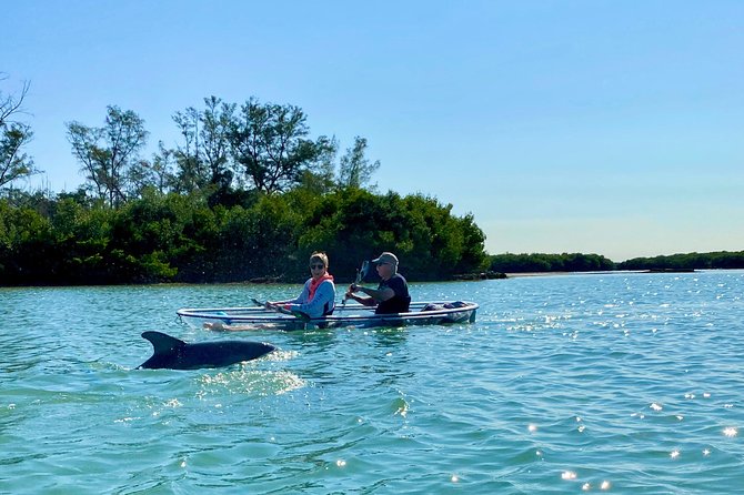 Clear Kayak Tour of Shell Key Preserve and Tampa Bay Area - Weather, Tide, and Water Clarity