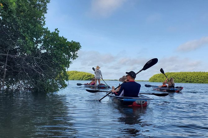 Clear Kayak Tour of Shell Key Preserve and Tampa Bay Area - Starting at Billy’s Stone Crab in Tierra Verde