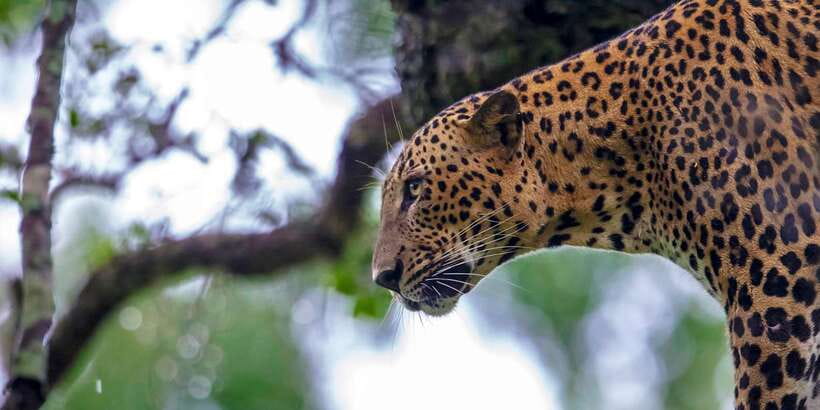 Colombo/Bentota/Kalutara/Ahungalla: Yala Safari Tour - How the leopard search really works