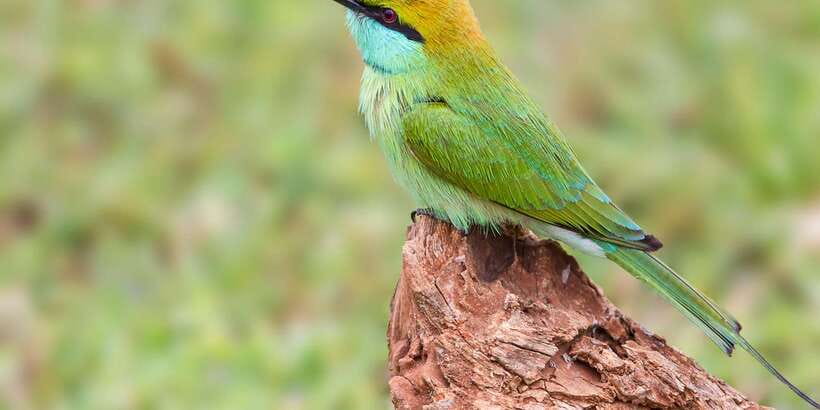 Colombo/Bentota/Kalutara/Ahungalla: Yala Safari Tour - What the $124 price really covers