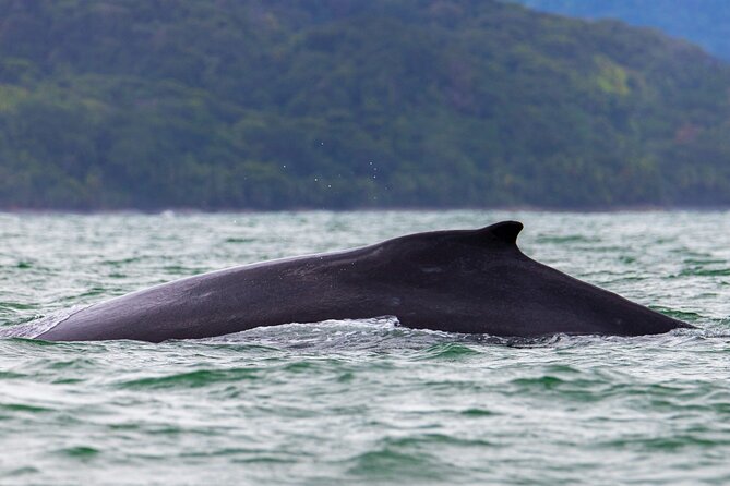 Combo Tour Marino Ballena National Park - The three-hour boat search