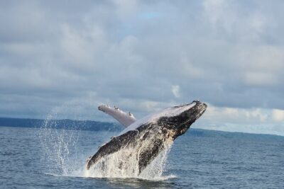 Combo Tour Marino Ballena National Park