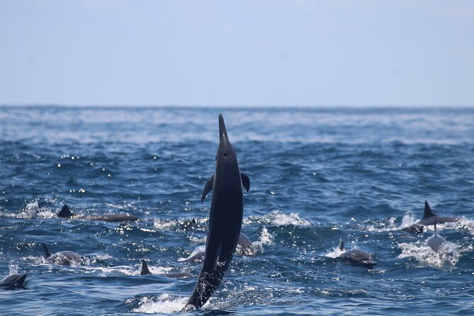 Combo Tour Marino Ballena National Park - Wildlife sightings, from whales to frigatebirds