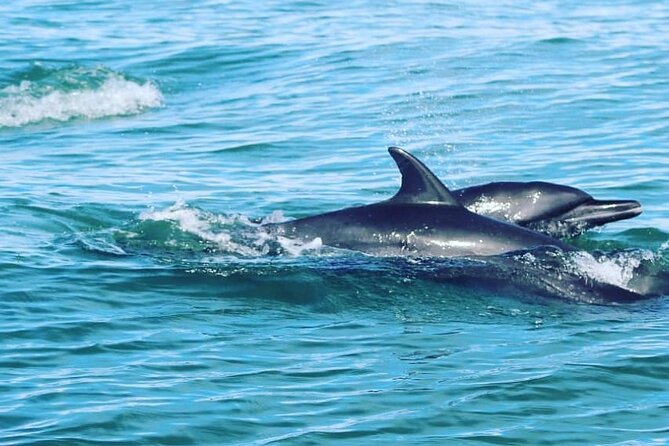 Combo Tour Marino Ballena National Park - What is included for $84.42