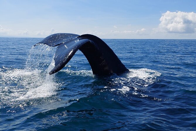 Combo Tour Marino Ballena National Park - Who will enjoy this boat trip most