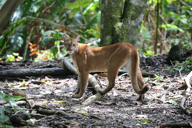 Corcovado National Park Hike - From Uvita - What happens at San Pedrillo Ranger Station