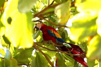 Corcovado National Park Hike – From Uvita