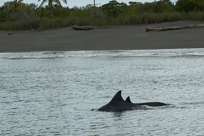 Corcovado National Park: Sirena Day Tour From Puerto Jimenez - Why Sirena is worth the early start