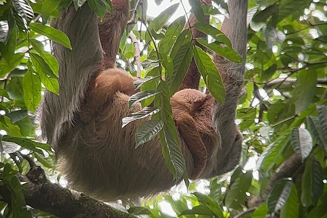 Corcovado National Park: Sirena Day Tour From Puerto Jimenez - Who will enjoy this day most