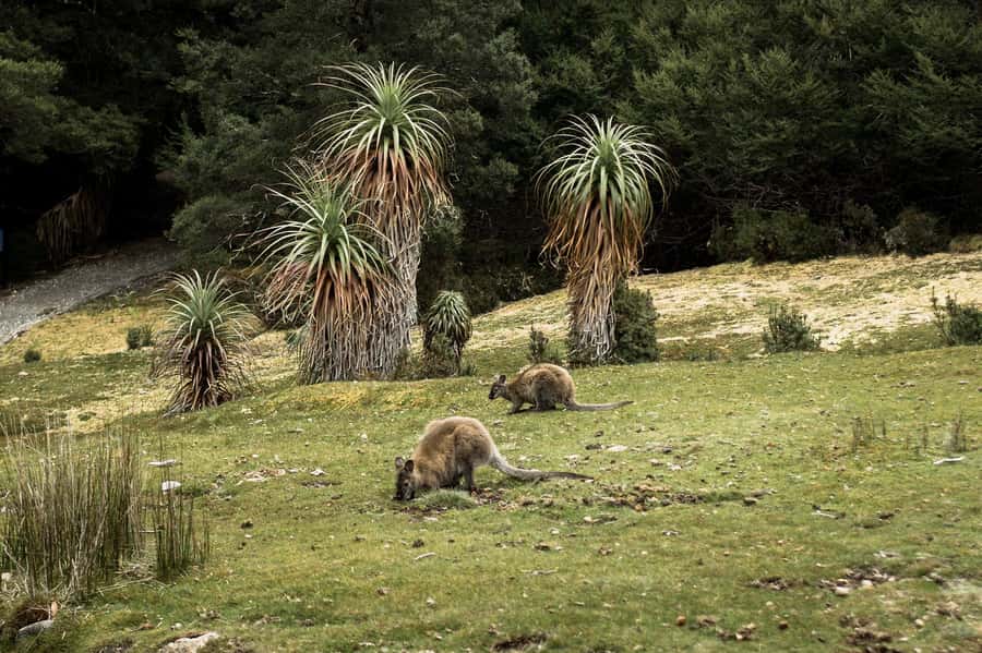Cradle Mountain National Park by Coach from Launceston - The Enchanted Forest and Waldheim area