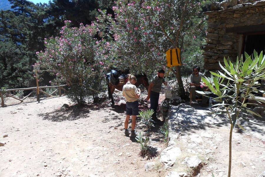 Crete: Samaria Gorge Hiking with transfer and expert Escort - Starting high on the Omalos Plateau