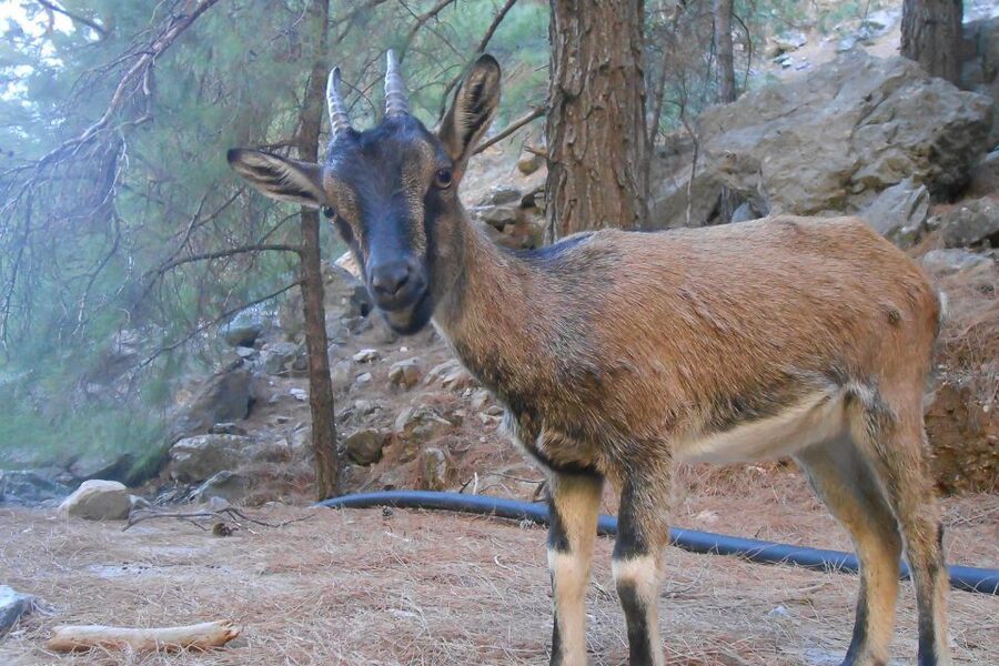 Crete: Samaria Gorge Hiking with transfer and expert Escort - The one-hour boat ride to Hora Sfakion