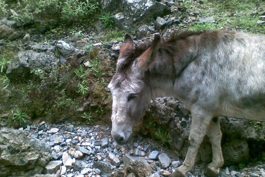 Crete: Samaria Gorge Hiking with transfer and expert Escort - What to pack for a safer, better day